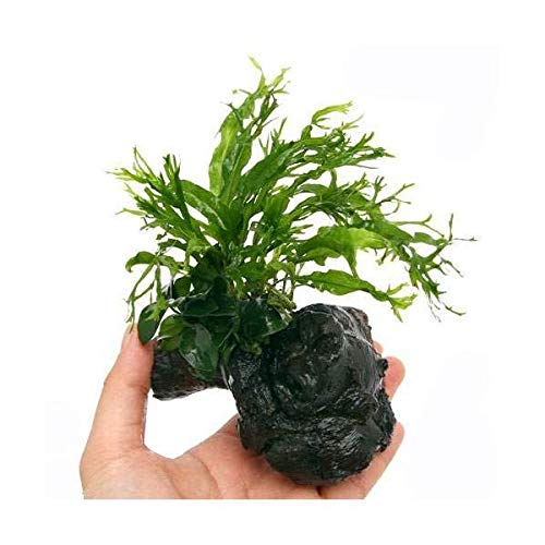 Amazon.co.jp: （水草）アヌビアスナナ プチ＆ミクロソリウム